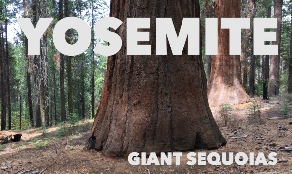 yosemite_Sequoias_thumb