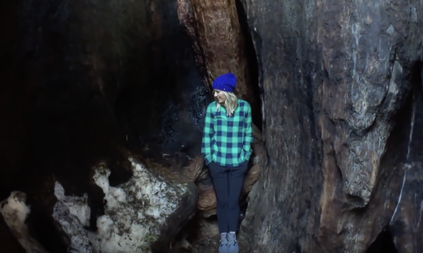 Sequoia • INSIDE the world's tallest sequoia