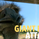 giantbird